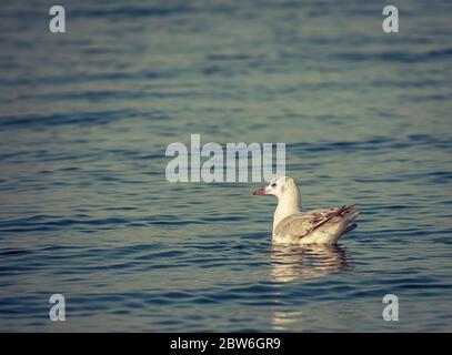 Oiseau de mouette isolé nageant sur l'eau. Un regard cinématographique sur un mouette solitaire Banque D'Images