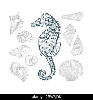 Hippocampe et coquillages. Jeu d'illustrations vectorielles dessinées à la main de coques de mer différentes. Partie de l'ensemble. Illustration de Vecteur