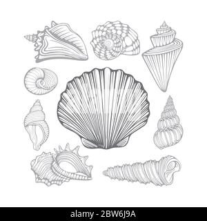 Coquillages. Jeu d'illustrations vectorielles dessinées à la main de coques de mer différentes. Partie de l'ensemble. Illustration de Vecteur