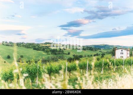 Vignobles verts et ciel merveilleux, paysage idyllique. Italie Banque D'Images