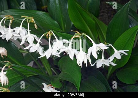 Fleurs de nénuphars d'Amazone (Eucharis amazonica) Banque D'Images