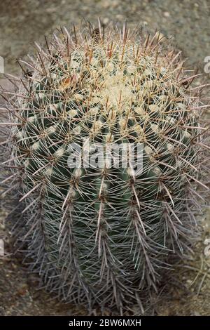 Cactus à barques (Ferocactus wislizeni). Appelé cactus de baril d'Arizona, cactus de baril de Candy et cactus de baril du Sud-Ouest aussi Banque D'Images