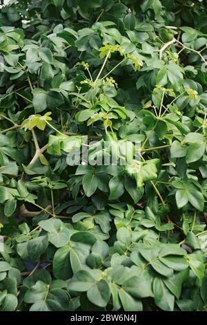 Lignum-vitae de Roughbark (Guaiacum officinale). Appelé Guaiacwood aussi Banque D'Images