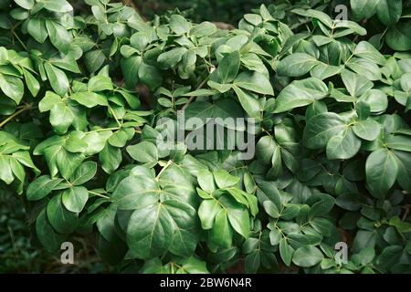 Lignum-vitae de Roughbark (Guaiacum officinale). Appelé Guaiacwood aussi Banque D'Images