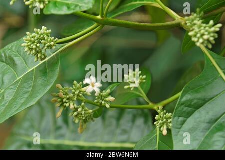 Lignum-vitae de Roughbark (Guaiacum officinale). Appelé Guaiacwood aussi Banque D'Images