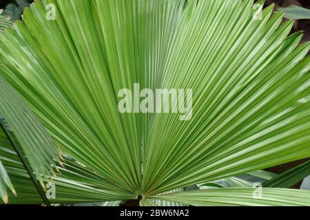 Palmier australien (Licuala Ramsayi). Appelé Queensland également Banque D'Images