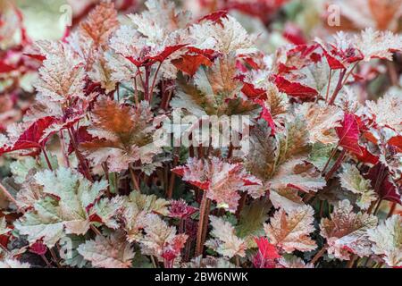 feuilles rouges heuchera obsidienne motif floral. Détail de magnifiques feuilles multicolores. Banque D'Images