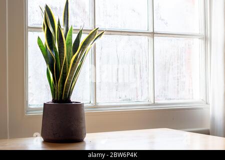 Une plante intérieure Sansevieria trifasciata, à côté d'un intérieur blanc agréable. Banque D'Images