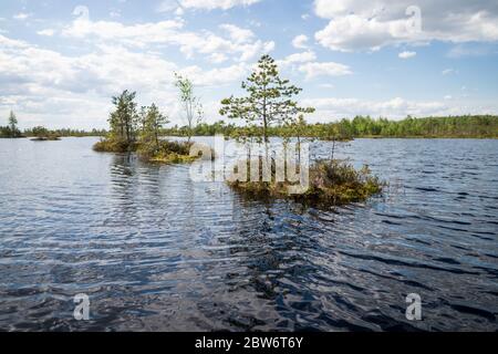 Végétation sur les petites îles parmi les lacs. Vue magnifique sur la nature des marais. Traversez la haute tourbière Yelnya, en Biélorussie. Banque D'Images