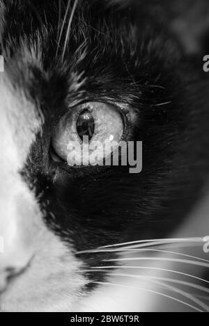 Demi-face d'un chat PET avec gros plan macro Eye Nose Whiskers Banque D'Images