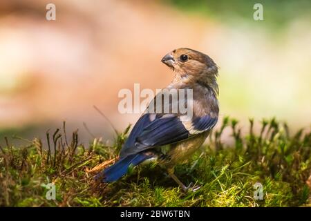Gros plan d'un oiseau juvénile Coccothraustes coccothraustes perché dans un pré à herbes vertes. Mise au point sélective et lumière naturelle Banque D'Images