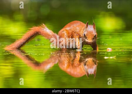 Belle écureuil rouge eurasien, Sciurus vulgaris, de boire et d'alimentation en eau avec la réflexion. La faune forestière, selective focus, la lumière solaire naturelle. Banque D'Images