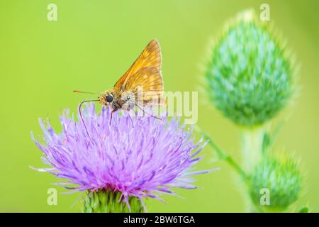 Libre d'un grand patron Ochlodes sylvanus papillon sur un chardon pourpre fleurs de boire le nectar. Banque D'Images