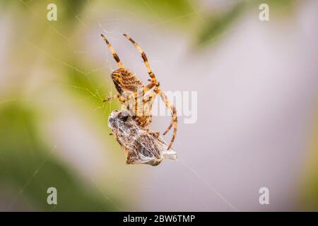 Libre d'une croix, araignée araneus diadematus, manger une proie prise dans un site web Banque D'Images