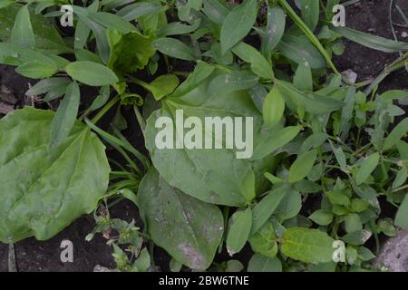 Jardinage. Feuilles vertes. Plantain. Plantago Major, une plante vivace de la famille des Plantagenaceae. Plante médicinale de valeur Banque D'Images