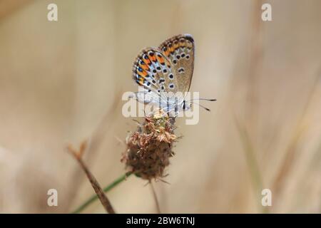 Près d'un petit papillon bleu étoilé argent femme Plebejus argus reposant sur la végétation Banque D'Images