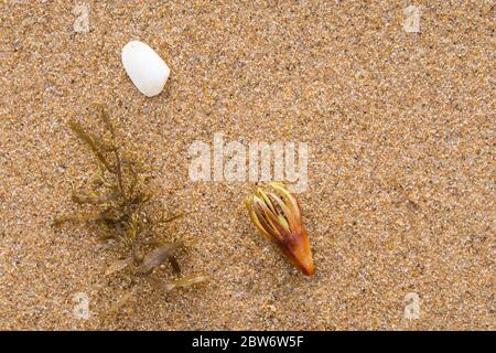 Les beaux-arts, la forme et la texture de la nature, l'interprétation de la flore et de la faune indigènes floatsam à Mission Beach, dans le Grand Nord du Queensland, en Australie. Banque D'Images