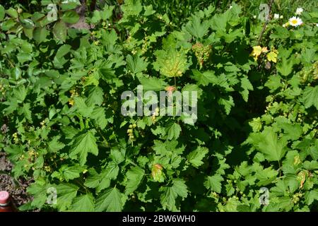 Baies bleues. Feuilles vertes, buissons. Jardinage. Cassis. Ribes nigrum. Baies sombres douces Banque D'Images
