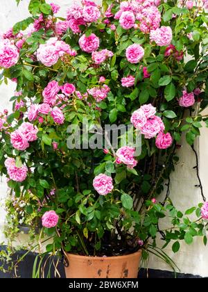 Rose poussant dans un pot de fleur, Royaume-Uni Banque D'Images