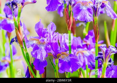 fleur d'iris gros plan d'un groupe de fleurs d'iris dans un jardin Banque D'Images