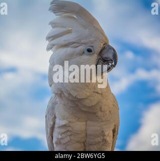 Portrait d'un Cockatoo (Cacatua galerita) à crête de soufre avec fond bleu ciel, avant, gros plan. Banque D'Images