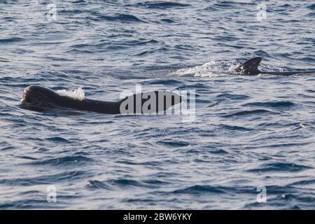 Deux baleines pilotes à longues naines (Globicephala melas), l'une des plus grandes espèces de dauphins océaniques, dans l'océan Atlantique. Banque D'Images