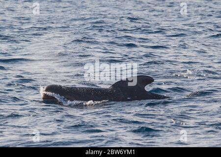 Une baleine pilote à longues finies (Globicephala melas), l'une des plus grandes espèces de dauphins océaniques, dans l'océan Atlantique. Banque D'Images