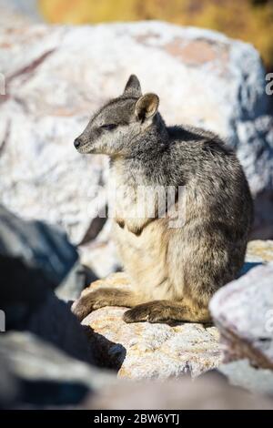 Le soleil de la roche-wallaby alliée (Petrogale assimilis) se couche parmi les roches de la paroi du barrage de Ross River Dam à Townsville, Queensland, Australie. Banque D'Images