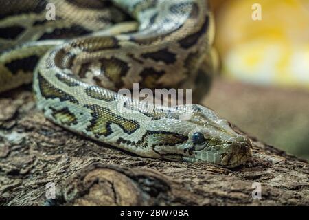 Un portrait d'un Python chassant sur une branche d'arbre - très proche tête et oeil Banque D'Images