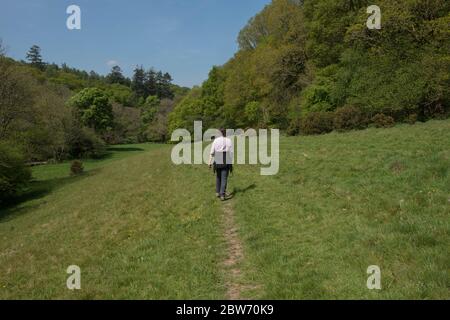 Adulte Femme marchant le long d'une piste rurale à travers un champ entouré d'arbres par la rivière Little Dart dans la campagne du Devon, Angleterre, Royaume-Uni Banque D'Images