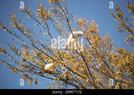 Little Corellas sauvage d'Australie (Cacatua sanguinea) dans un arbre d'automne avec fond bleu ciel Banque D'Images