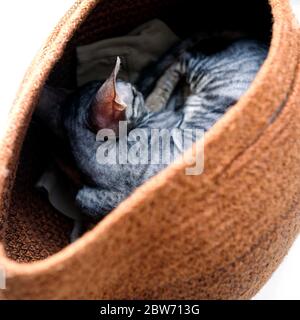 Le chaton dormait dans un panier. Rex gris cornouair. Tabulation colorée. La face n'est pas visible. Banque D'Images