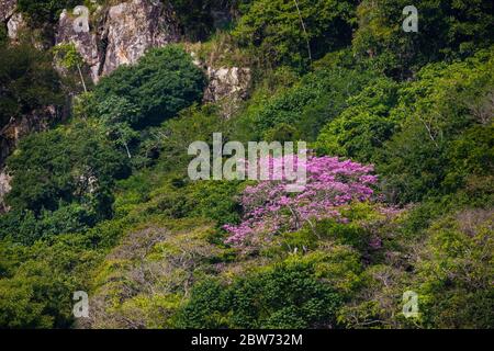 Trompette rosée à fleurs, Tabebuia rosea, à Punta Chame, côte du Pacifique, province de Panama, République du Panama. Banque D'Images