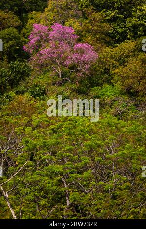 Trompette rosée à fleurs, Tabebuia rosea, à Punta Chame, côte du Pacifique, province de Panama, République du Panama. Banque D'Images