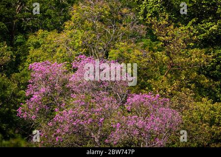 Trompette rosée à fleurs, Tabebuia rosea, à Punta Chame, côte du Pacifique, province de Panama, République du Panama. Banque D'Images