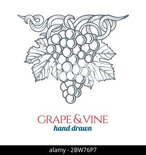 Raisin et vigne. Illustration de style gravure de grappe de raisin dessinée à la main. Bouquet de raisins croquis dessin ornement. Partie de l'ensemble. Illustration de Vecteur