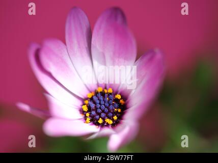 Marin garçon DAISY, Osteospermum ecklonis en latin, macro, pollen jaune à l'intérieur, arrière-plan en zone de mise au point douce Banque D'Images