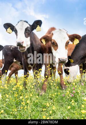 groupe de veaux curieux dans un pré vert plein de butterbutterbups jaunes Banque D'Images