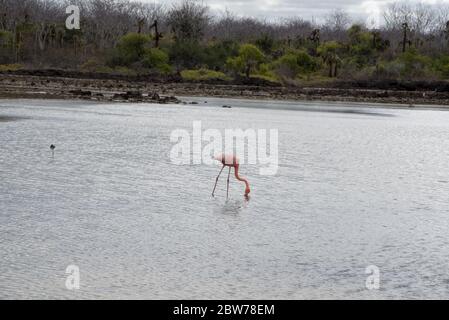 Grand Flamingo dans un lagon au large de Dragon Hill sur Santa Cruz aux îles Galapagos. Banque D'Images