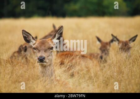 Cerfs dans Richmond Park Banque D'Images