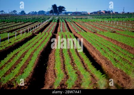 Terres agricoles fertiles cultivent des légumes frais dans des terres labourées Banque D'Images