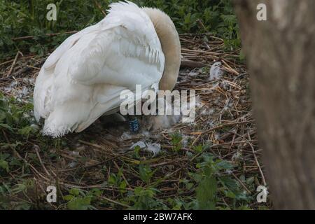 couper le stylo de cygne protégeant les cygnets sur un nid au printemps Banque D'Images