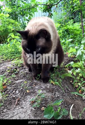 Le beau chat brun, Siamois, avec des yeux bleus assis dans le jardin. Banque D'Images