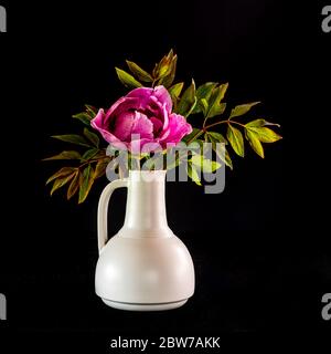 La magnifique et somptueuse pivoine d'arbre à fleurs (Paeonia rockii ou Paeonia suffruticosa rockii) dans un vase blanc sur fond noir. Une fleur avec un Banque D'Images