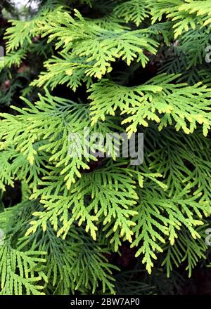 Gros plan de belles feuilles vertes d'arbres Thuja. Thuja occidentalis est un conifères à feuilles persistantes. Platycladus orientalis, également connu sous le nom de chinois TH Banque D'Images