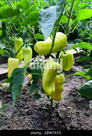 Gros plan des poivrons jaunes mûrissant dans la plantation de poivrons biologiques. Poivrons verts et jaunes poussant dans un jardin Banque D'Images