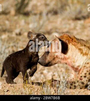 heyna et petits afrique, kgalagadi, kalahari Banque D'Images