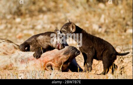 heyna et petits afrique, kgalagadi, kalahari Banque D'Images