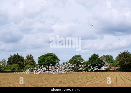 Farmland, Copford, Essex, Royaume-Uni Banque D'Images