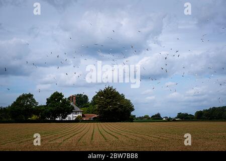 Farmland, Copford, Essex, Royaume-Uni Banque D'Images